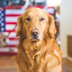 Dogs Still Universally Loved in United States